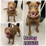 Adoptable (Official) Georgia Dogs for May 16, 2025