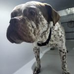 Adoptable (Official) Georgia Dogs for May 19, 2025