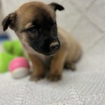 Adoptable (Official) Georgia Dogs for May 20, 2025