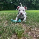 Adoptable (Official) Georgia Dogs for May 21, 2025
