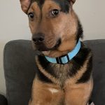 Adoptable (Official) Georgia Dogs for May 23, 2025