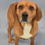 Adoptable (Official) Georgia Dogs for May 27, 2025