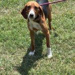 Adoptable (Official) Georgia Dogs for May 28, 2025