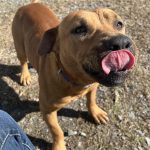 Adoptable (Official) Georgia Dogs for May 30, 2025