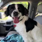 Adoptable (Official) Georgia Dogs for June 2, 2025