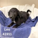 Adoptable (Official) Georgia Dogs for June 3, 2025