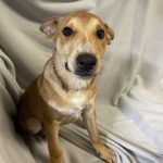 Adoptable (Official) Georgia Dogs for June 4, 2025
