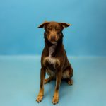 Adoptable (Official) Georgia Dogs for June 6, 2025