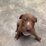 Adoptable (Official) Georgia Dogs for June 9, 2025