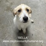 Adoptable (Official) Georgia Dogs for June 17, 2025