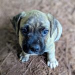 Adoptable (Official) Georgia Dogs for June 18, 2025
