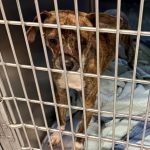 Adoptable (Official) Georgia Dogs for June 20, 2025