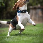 Adoptable (Official) Georgia Dogs for June 23, 2025