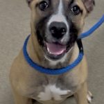 Adoptable (Official) Georgia Dogs for June 24, 2025