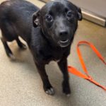 Adoptable (Official) Georgia Dogs for June 25, 2025