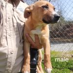 Adoptable (Official) Georgia Dogs for June 27, 2025