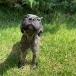 Adoptable (Official) Georgia Dogs for July 2, 2025