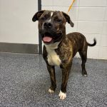 Adoptable (Official) Georgia Dogs for July 7, 2025