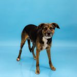 Adoptable (Official) Georgia Dogs for July 8, 2025