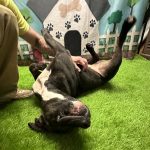 Adoptable (Official) Georgia Dogs for July 9, 2025