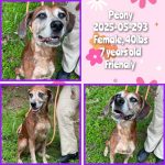 Adoptable (Official) Georgia Dogs for July 14, 2025
