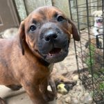 Adoptable (Official) Georgia Dogs for July 15, 2025