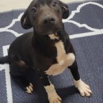 Adoptable (Official) Georgia Dogs for July 18, 2025