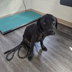 Adoptable (Official) Georgia Dogs for July 22, 2025