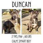 Adoptable (Official) Georgia Dogs for July 23, 2025