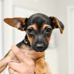 Adoptable (Official) Georgia Dogs for July 25, 2025