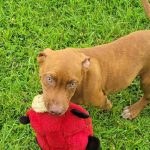 Adoptable (Official) Georgia Dogs for July 28, 2025