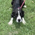 Adoptable (Official) Georgia Dogs for July 29, 2025