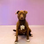 Adoptable (Official) Georgia Dogs for August 1, 2025