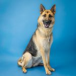 Adoptable (Official) Georgia Dogs for August 4, 2025