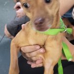 Adoptable (Official) Georgia Dogs for August 5, 2025