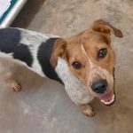 Adoptable (Official) Georgia Dogs for August 6, 2025