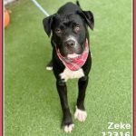 Adoptable (Official) Georgia Dogs for August 8, 2025