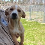 Adoptable (Official) Georgia Dogs for August 11, 2025