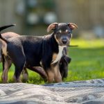 Adoptable (Official) Georgia Dogs for August 12, 2025