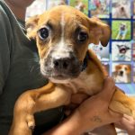 Adoptable (Official) Georgia Dogs for August 13, 2025