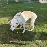 Adoptable (Official) Georgia Dogs for August 15, 2025