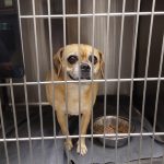 Adoptable (Official) Georgia Dogs for August 18, 2025
