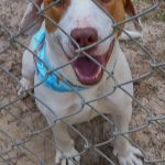 Adoptable (Official) Georgia Dogs for August 19, 2025