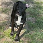 Adoptable (Official) Georgia Dogs for August 20, 2025
