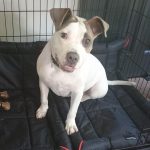 Adoptable (Official) Georgia Dogs for August 22, 2025