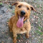 Adoptable (Official) Dogs for August 25, 2025
