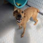 Adoptable (Official) Georgia Dogs for August 26, 2025