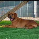 Adoptable (Official) Georgia Dogs for August 27, 2025