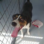 Adoptable (Official) Georgia Dogs for August 29, 2025