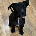 Adoptable (Official) Georgia Dogs for September 2, 2025